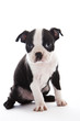 Boston Terrier