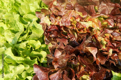 Photo: Salat, Kopfsalat, Marktstand, Gemüse, Wochenmarkt Salat, Kopfsalat, Marktstand, Gemüse, Wochenmarkt