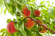 Peaches on tree