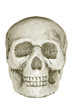 Human skull isolated on white.