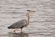 Héron cendré (Ardea cinerea - Grey Heron) sur un étang