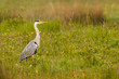 Héron cendré (Ardea cinerea - Grey Heron) dans le marais