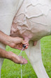 milking cow. detail of udder