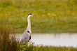 Héron cendré (Ardea cinerea - Grey Heron) dans le marais