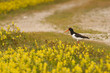 Huîtrier-pie (Haematopus ostralegus - Eurasian Oystercatcher) d