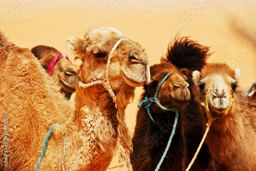 Photo: Camels in the Sahara Camels in the Sahara