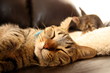 Sleeping Cat