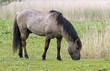 Cheval sauvage Tarpan; Equus caballus Cheval sauvage Tarpan; Equus caballus