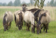 Cheval sauvage Tarpan; Equus caballus Cheval sauvage Tarpan; Equus caballus