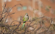 Parrot in Barcelona