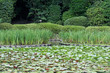 Waterlilies, Japanese Garden, Kyoto