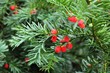 Yew tree berries