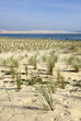 Oyat; Site protégé restauration des dunes: Cap Ferret, 33 Oyat; Site protégé restauration des dunes: Cap Ferret, 33