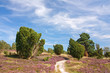 Foto: Lüneburger Heide, Heidelandschaft mit Wacholder Lüneburger Heide, Heidelandschaft mit Wacholder
