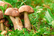 King bolete, penny bun, King bolete, penny bun,