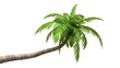 Palm, loop-able 3d animation with alpha