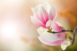 magnolia