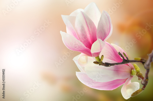 Photo: magnolia magnolia