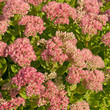 Sedum Telephium