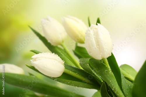Photo: tulip tulip