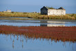 Autumn colors in salt marsh Autumn colors in salt marsh