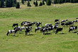 cows