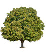 Chestnut over white