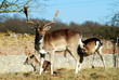 Cerf
