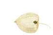 Physalis