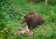 The brown bear eating a buck The brown bear eating a buck