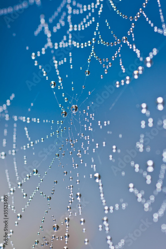 Photo: Wet web Wet web