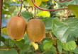 kiwi plant