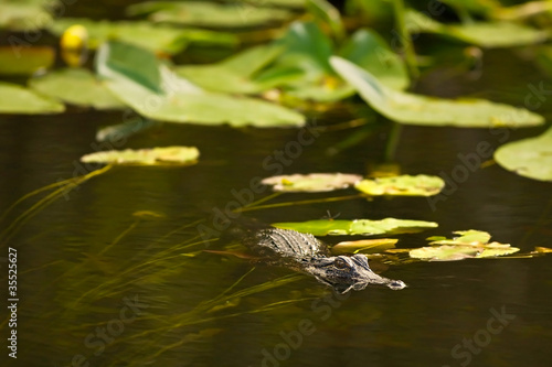 Photo: Alligator hunting in Everglades, Florida Alligator hunting in Everglades, Florida