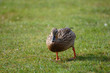 canne se promenant sur herbe canne se promenant sur herbe