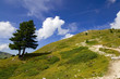 Wanderweg in den Alpen