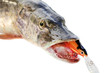 jaws of a pike with wobbler