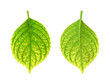 Foto: Iron deficiency of Hydrangea macrophylla leaf - chlorosis Iron deficiency of Hydrangea macrophylla leaf - chlorosis