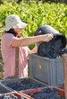 Photo : vendanges vendangeur vignes vignoble récolte vendanges vendangeur vignes vignoble récolte