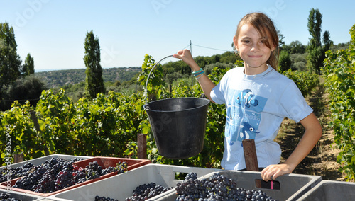 Photo : vendanges récolte vignes raisins fillette vendanges récolte vignes raisins fillette