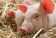 Pig Closeup Pig Closeup