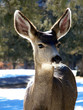 Pretty Doe