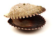 seashell