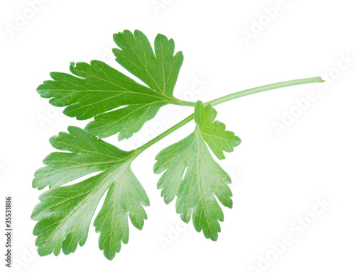 Photo: Fresh parsley Fresh parsley