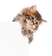 Kitten with blank