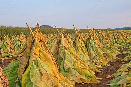 Photo: Tobacco Drying in a Field Tobacco Drying in a Field