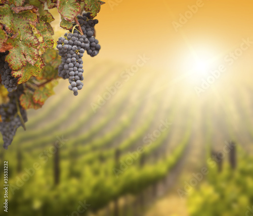 Photo: Lush Grape Vine with Blurry Vineyard Background Lush Grape Vine with Blurry Vineyard Background