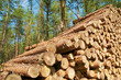 Holz, Forstwirtschaft, Rohholz, Baumstämme