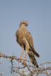 Juvenile Southern Pale Chanting Goshawk; Melierax canorus