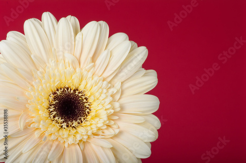 Photo: Gerbera na bordowym tle Gerbera na bordowym tle