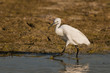 Aigrette garzette (Egretta garzetta - Little Egret)